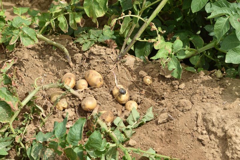Alors que l’industrie a grand besoin de pommes de terre nouvelles, la sécheresse est de nouveau d’actualité, après un mois de juin beaucoup plus chaud que la normale.
