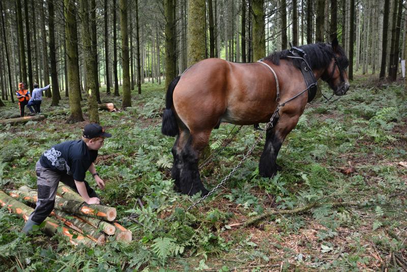 Le cheval trouve encore toute sa place pour certains travaux que des engins plus lourds et encombrants ne pourraient accomplir sans risquer de causer des dommages à l’environnement.