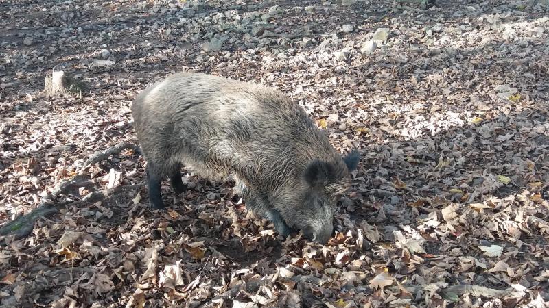 Si ces derniers mois, sanglier rime avec peste porcine africaine, il ne faut pas oublier que ces animaux sont également porteurs de la brucellose et de la maladie d’Aujeszky.