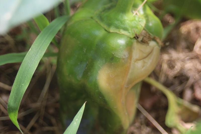 Le poivron aussi peut être brûlé par le soleil. Les fruits exposés directement, sans protection par les feuilles voisines sont les plus vulnérables.