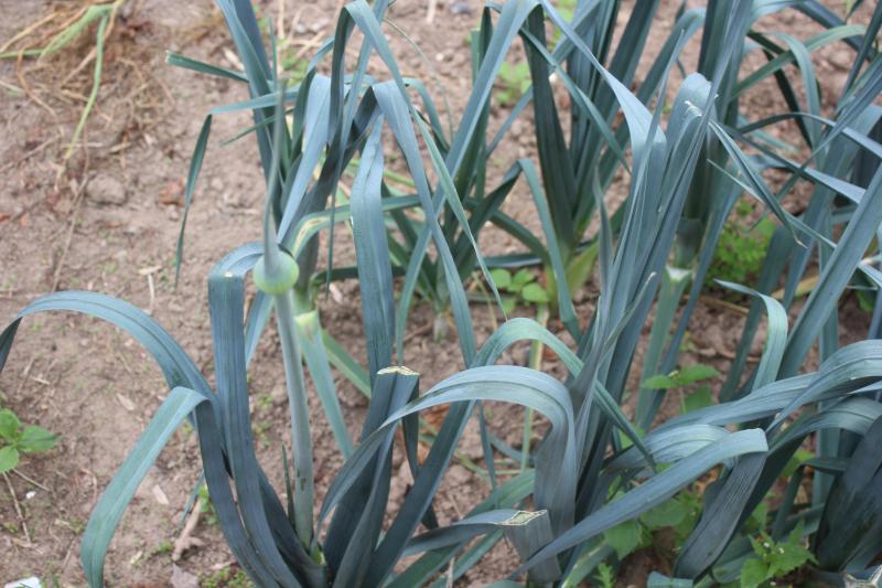 Les fortes chaleur pertubent aussi le comportement de plantes. Le poireau peut induire sa montée à graines. Surveillons également une éventuelle repousse sur les tubercules de pommes de terre.