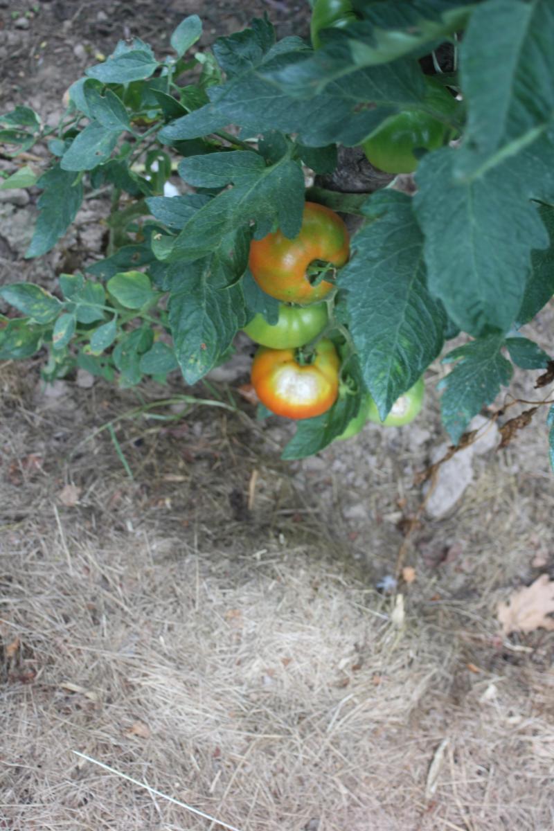 Les tomates brûlées par le soleil sont nombreuses cette année, sous serre comme en plein air.