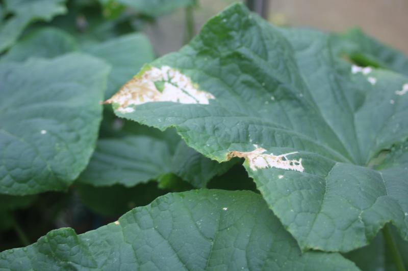 Les fruits des concombres pendent naturellement sous le feuillage et sont ainsi protégés des brûlures du soleil. Des nécroses peuvent apparaîre sur les feuilles les plus exposées.