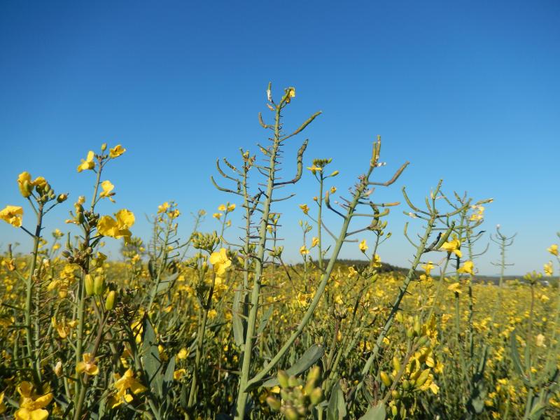 Mauvaise floraison (4 mai) due à la présence de larves de charançons dans la tige, perturbant la circulation de la sève – plante stressée –.