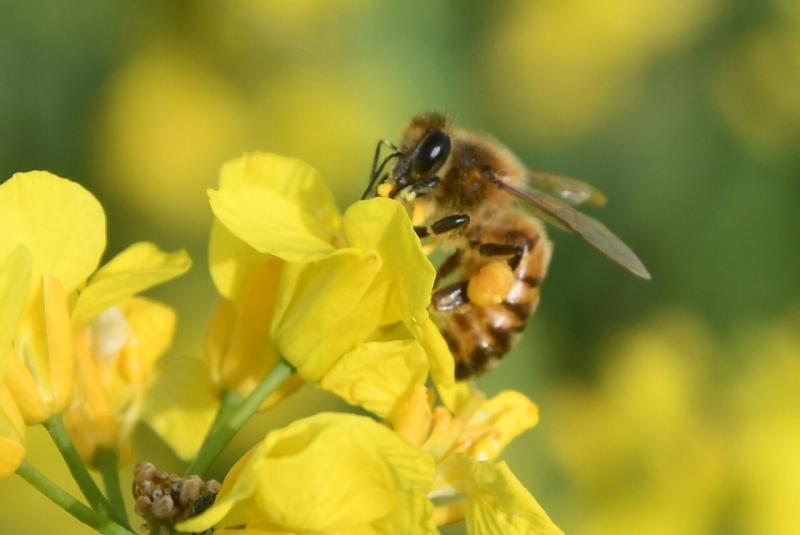 Des pollinisateurs pendant la floraison. Un duo gagnant entre producteurs de miel et de colza.