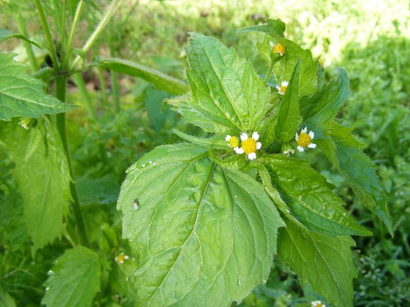 Certaines adventices sont particulièrement compliquées à maîtriser en maraîchage. Les cultures intermédiaires sont une des méthodes efficaces. En étouffant les jeunes plantes de galinsoge, par exemple, celles-ci n'arrivent pas à se développer.