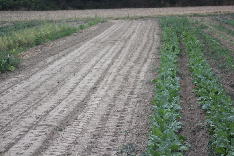 Les sols sont secs en maints endroits. Rouler avant le semis pour avoir une bonne régularité de travail des petits semoirs maraîchers, puis rouler après le semis pour favoriser la germination des cultures semées.