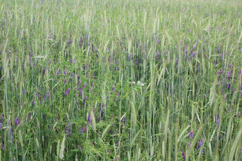 Les mélanges agricoles conviennent si la terre reste libre près de 3 mois. Si non, préférons l'avoine brésilienne, la caméline, les moutardes blanche ou noire, les vesces, voire un ray-grass italien. Les cultures intermédiaires apportent un aspect esthétique aux champs. C'est apprécié en particulier lorsque la vente se fait sur le site. La floraison peut aussi apporter une note de gaieté en automne.