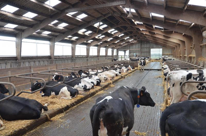 Comme les vaches ne pâturent pas, une attention particulière est prêtée à leur confort. Les logettes équipées de matelas sont paillées tous les jours à raison de 3 à 4 kg par espace.