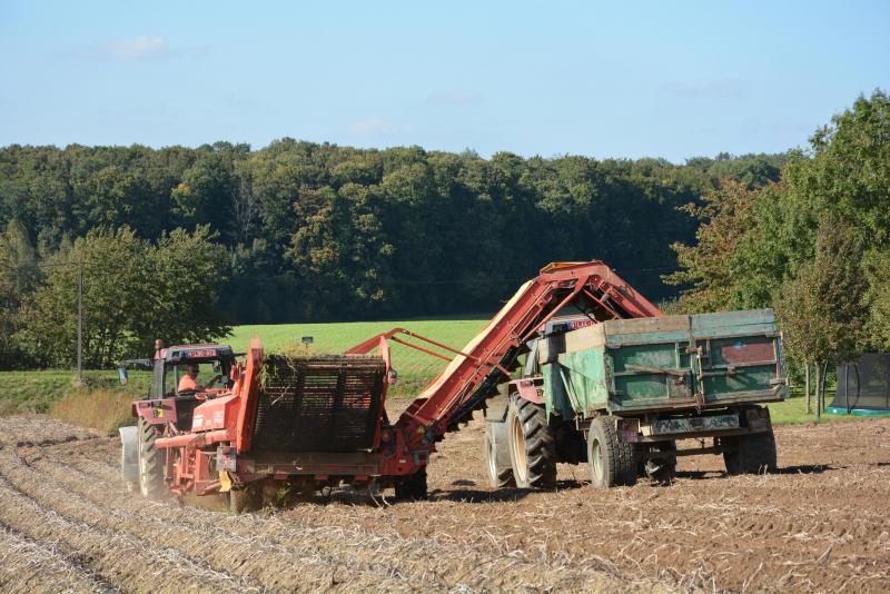 Alors que les surfaces consacrées à la pomme de terre ont reculé, ces dernières années, au sein de la plupart des Etats-membres de l’UE, la Belgique, les Pays-Bas et la France constituent l’exception à cette règle.