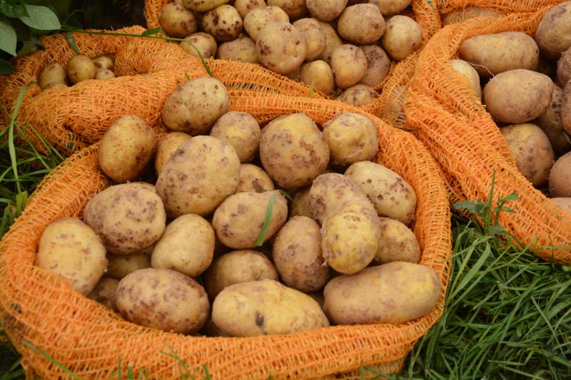 Potato Europe, un carrefour des progrès de la mécanisation... mais aussi de l’amélioration variétale.