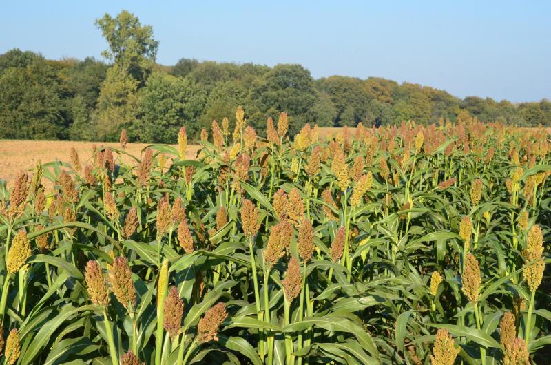 Les inflorescences terminales des plantes contiennent les petites graines.