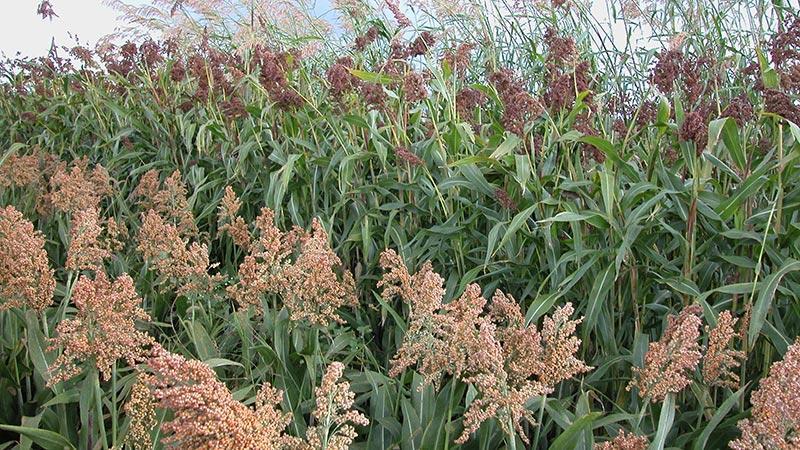 Comme le maïs, le sorgho est peu dépendant de traitements phytos. Le feuillage reste parfaitement sain et aucune intervention n’est réalisée contre les insectes ou champignons.