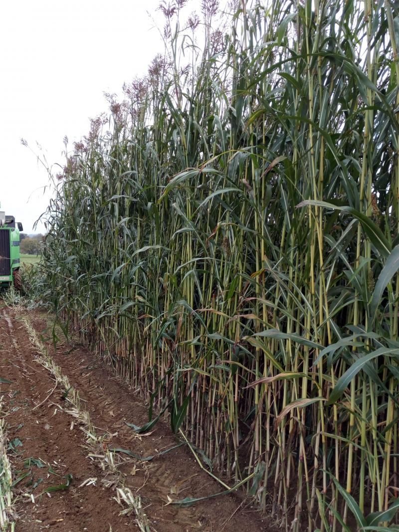 L’an dernier, avec une taille moyenne entre 1,5 à 3,5 m selon les variétés, les rendements du sorgho testé par le Cipf variaient entre 12 et 18,3 tonnes de matière sèche.