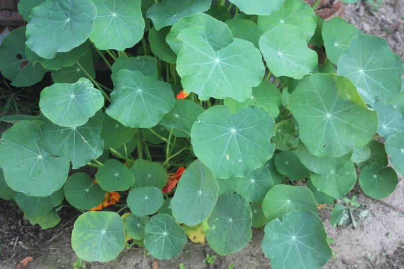 La capucine se contente des restes de fumure présents dans le sol. Une fumure abondante diminuerai l'importance de la floraison.