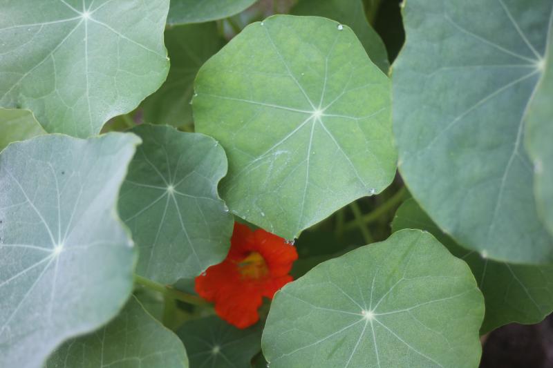 Les feuilles conviennent bien également pour améliorer les salades. Nous éliminons les feuilles jaunies.