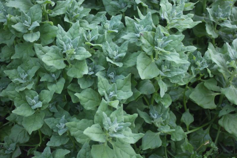Les feuilles conviennent bien également pour améliorer les salades. Nous éliminons les feuilles jaunies.