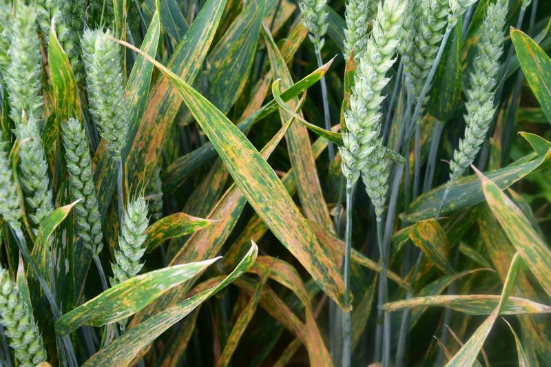 L’évolution de la rouille jaune en froment, épeautre et triticale reflète le «
printemps inversé
» observé cette année avec un mois de février chaud et sec et un mois de mai plus frais.