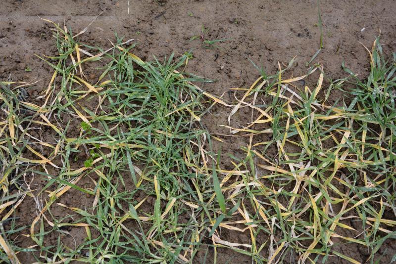 La sélection variétale vient à la rescousse des agriculteurs dans leur lutte contre la jaunisse nanisante de l’orge, comme le montre cette vue partielle d’un essai mettant en comparaison des variétés sensibles (jaunissement) et des variétés tolérantes (vert) au virus incriminé.