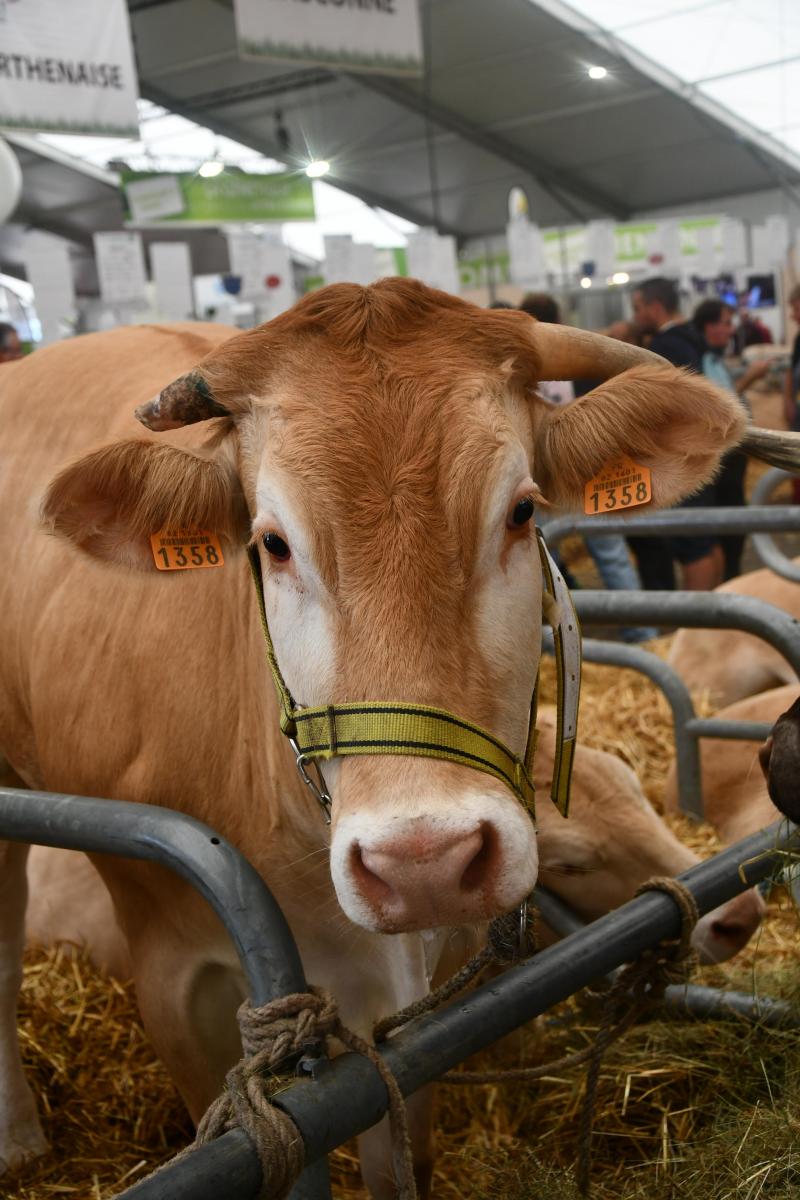 La Blonde d’Aquitaine sera l’une des vedettes de cette 29
e
 édition.