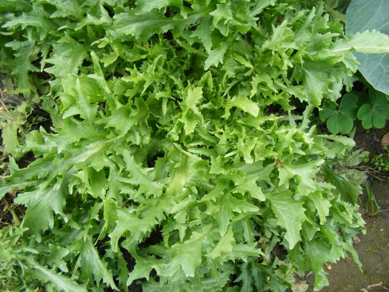 La forme et les découpes des feuilles sont des caractéristiques variétales chez les chicorées frisées.