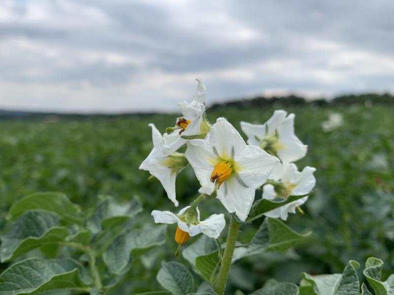 ... qu’en culture, deux axes phares de la recherche agronomique déployée sur le site de Libramont.