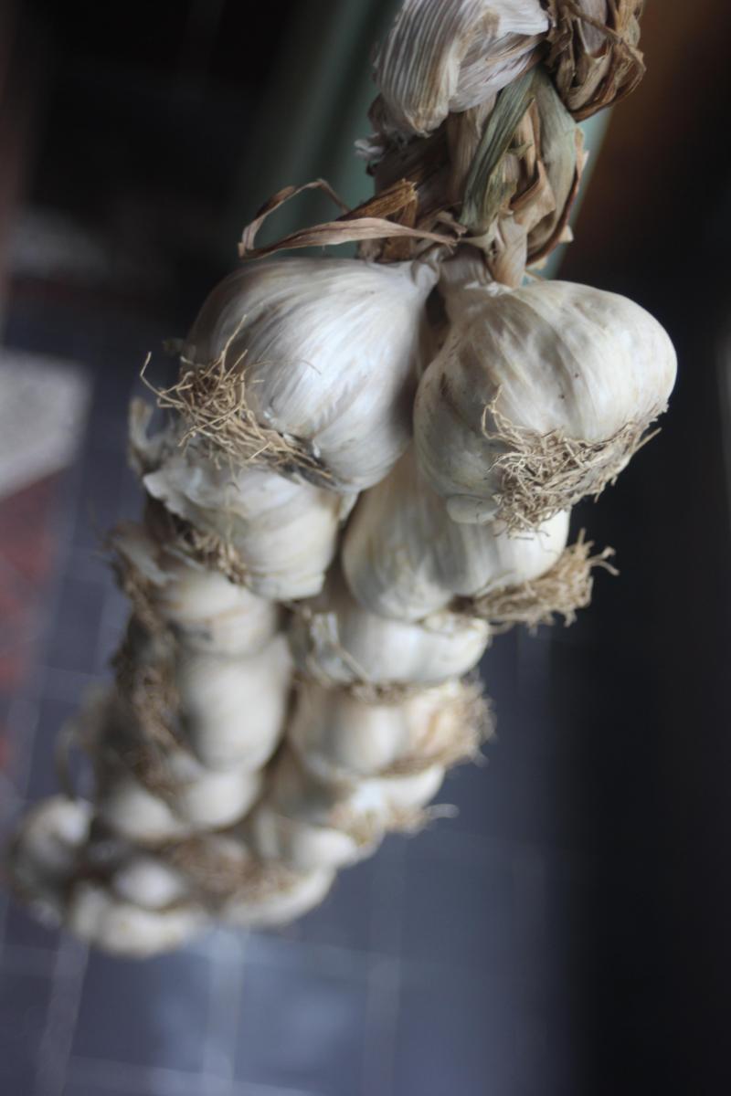 La conservation de l'ail se passe très bien avec des températures supérieures à 15°C. Pourquoi ne pas les laisser bien en vue dans la maison ou dans la cuisine sous forme de belles tresses ?