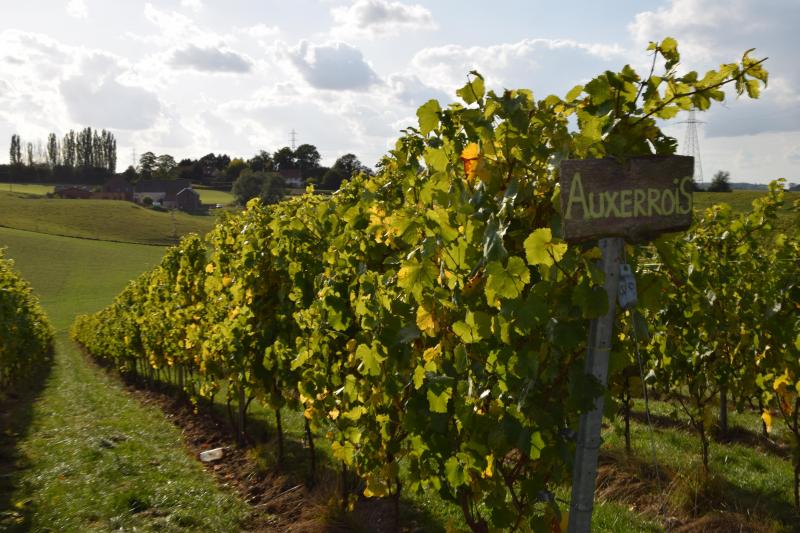 A moyen termes, les vignerons espèrent pouvoir installer leur propre chai dans la grange de la ferme.