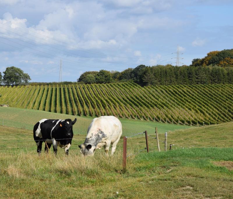 Le Domaine s’étend actuellement sur 3,30 situés aux abords de la ferme.