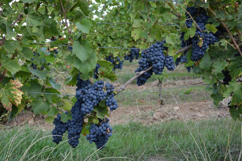 La vigne requiert un soin constant, en toute saison, pour livrer des raisins
 d’une qualité optimale pour la vinification.