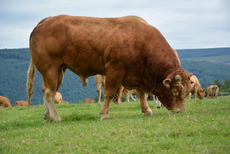 L’acquisition de taureaux vierges est à privilégier. On s’assure ainsi qu’ils ne sont porteurs d’aucune maladie vénérienne.