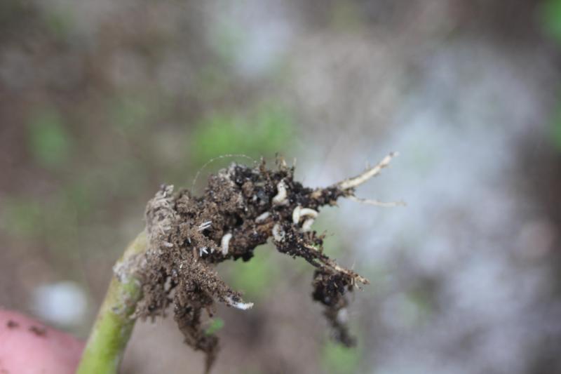 Les larves de la mouche du chou se repèrent déjà lors de l’arrachage des plants  de la couche. En secouant vigoureusement le plant contre une surface dure,  les larves se détachent et peuvent être éliminées.