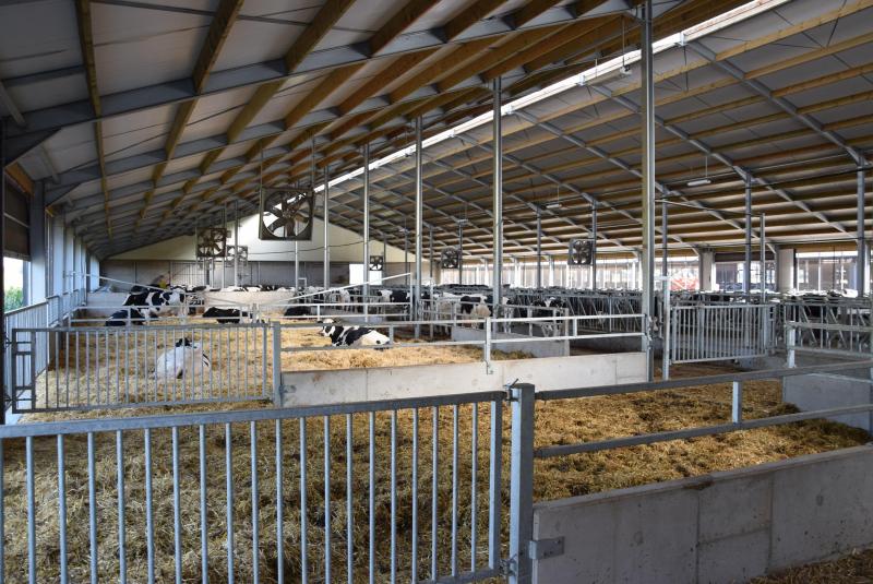 Dans la nouvelle étable, on accorde beaucoup d'attention au confort des vaches, surtout celui des taries. Elles ont maintenant de grandes aires paillées à leur disposition.