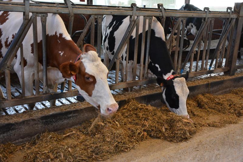 Grâce au robot d’alimentation, les animaux disposent en permanence  d’une ration fraîche et adaptée à leurs besoins.