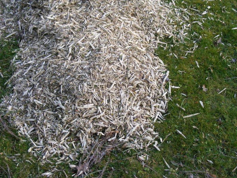 Rien n'empêche de protéger les ados par un paillage.