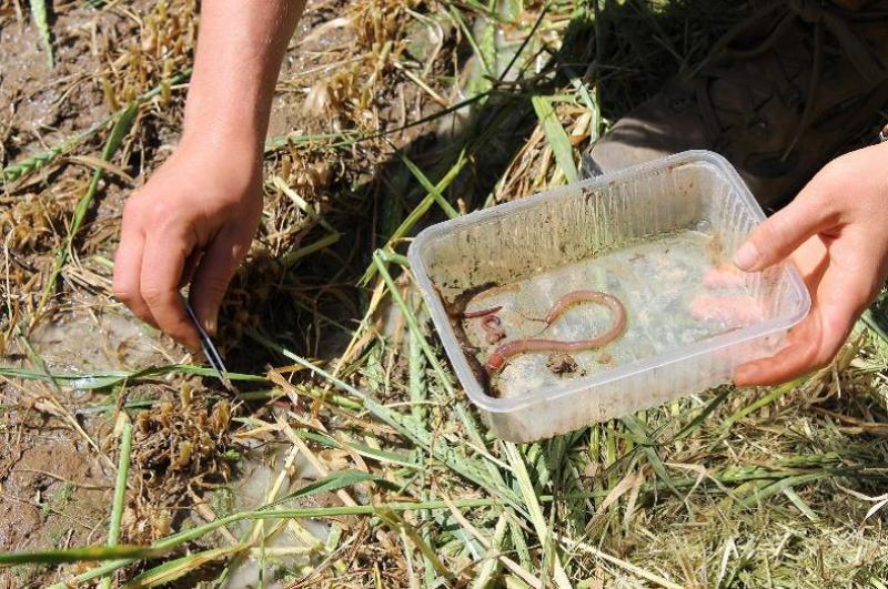 Récolte de vers de terre au moyen du «test moutarde».