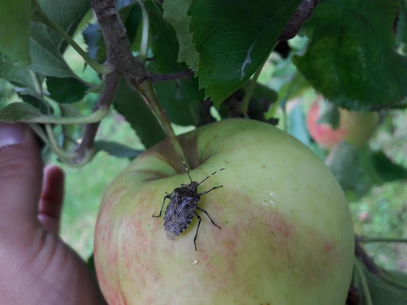 La punaise commune, Rhaphigaster nebulosa.