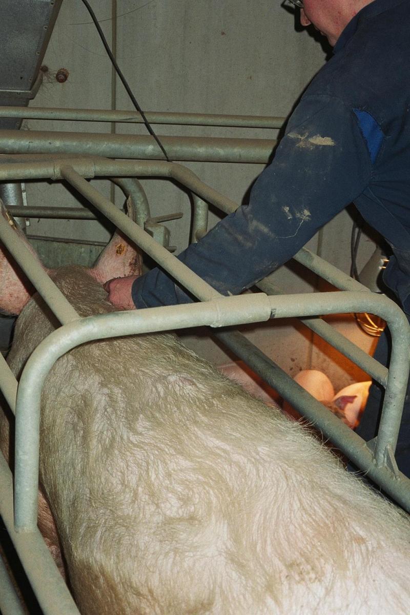 Lors de vaccins ou autres injections sur des porcs adultes, il faudra  veiller à le faire dans un endroit adéquat muni de moyen de contention.