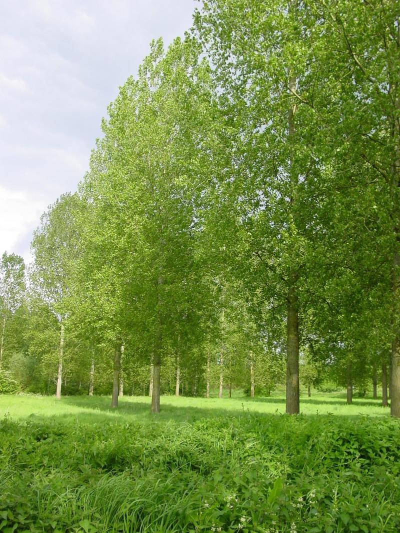 Agroforesterie peuplier prairie.