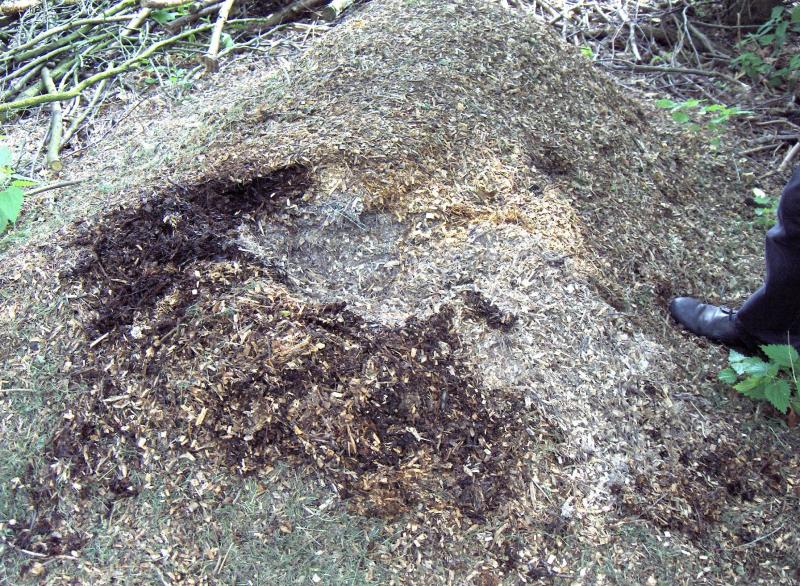 Le broyat de branchettes seul protège le sol des effets de la pluie. Il peut rester tout l'hiver et sera ensuite évacué au printemps en vue d'être composté avec des matières plus riches en azote, comme les tontes de pelouses par exemple.