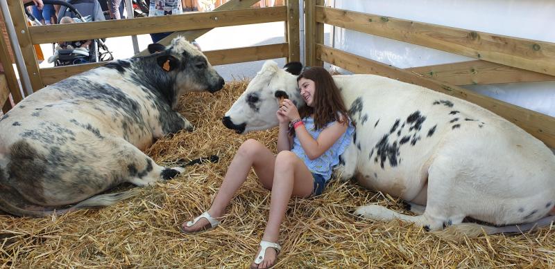 Un joli moment de complicité entre Rose et ses bovins lors d’une foire agricole.