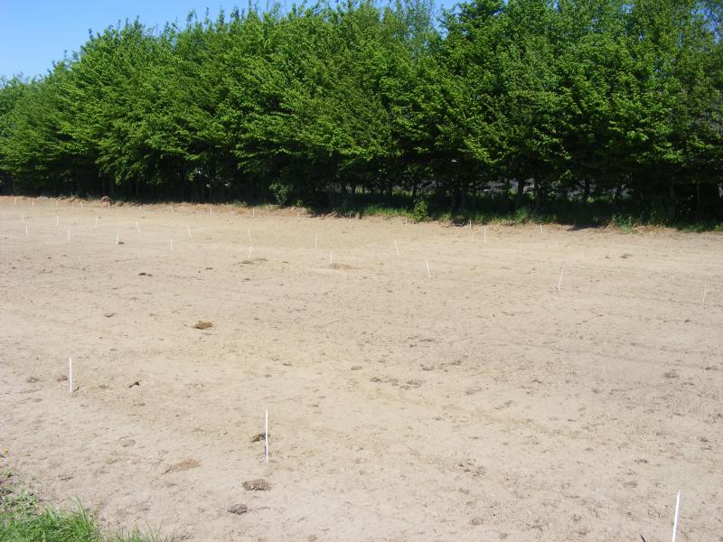 Pour la production de plants à racines nues, c’est le sol du terrain qui accueille les semis. La première qualité d’un tel terrain est le faible niveau d’enherbement.