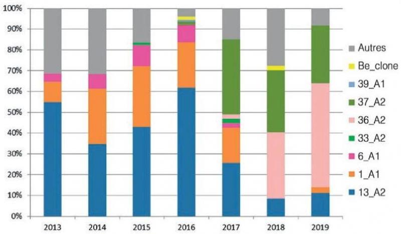 Figure 2. Caractérisation des populations de Phytophtora infestans en Wallonie: 500 souches analysées de 2013 à 2018, 80 souches analysées en 2019.