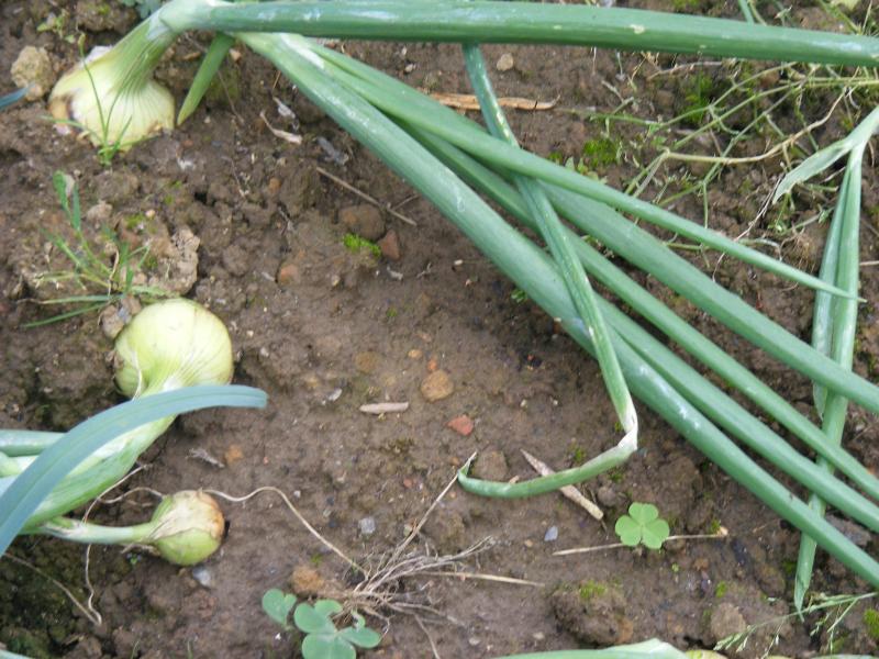 Pour une croissance régulière, le sol doit absolument rester frais, sans qu'il n'y ait jamais d'eau stagnante.