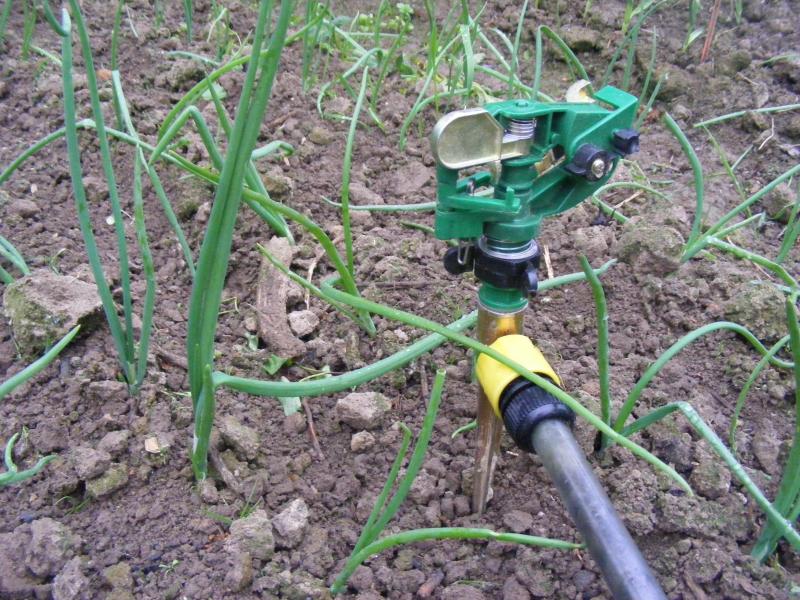 Les arrosages à pomme fine ou avec des arroseurs réglés en fines pluie permettent d'éviter la battance du sol.