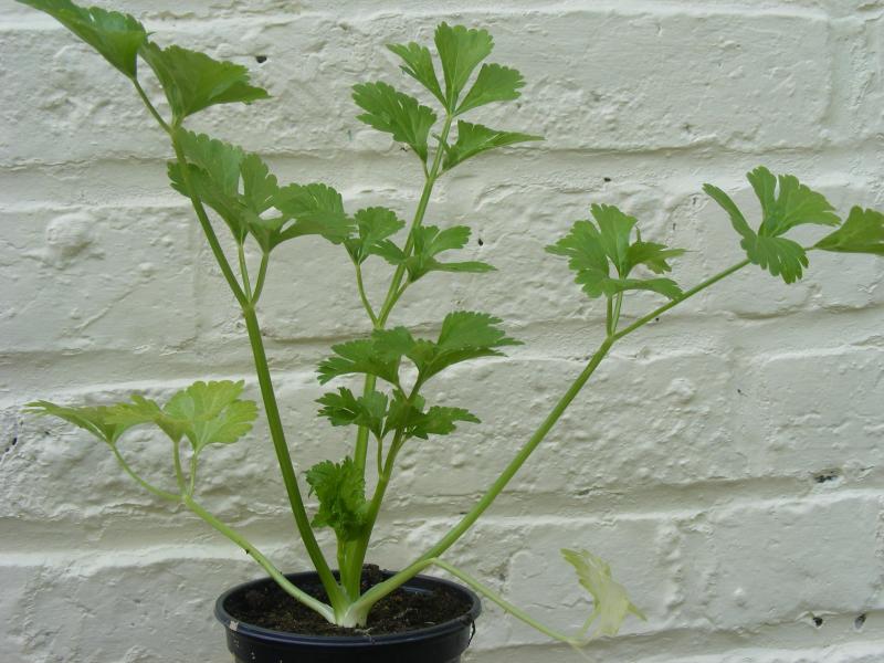 La plantation au potager se fera au stade 5 à 6 vraies feuilles. Idéalement, nous plantons quand les racines commencent à sortir de la motte ou du godet.