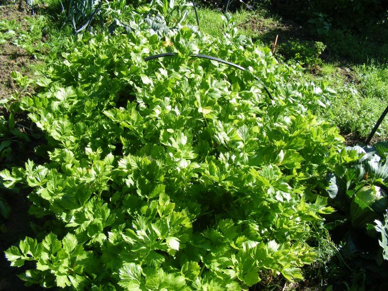 Les céleris ne supportent pas le gel. Nous devons les planter après les risques normaux de gel et les récolter avant les risques significatifs de gelées. Ici, un lot planté sous la protection d'un plastique perforé, nous voyons encore l'arceau ayant supporté le film plastique.