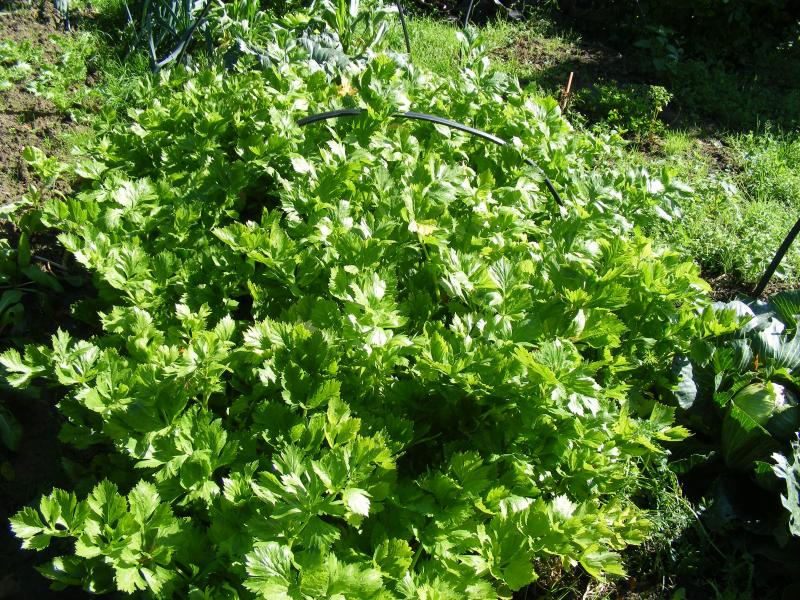 Les céleris ne supportent pas le gel. Nous devons les planter après les risques normaux de gel et les récolter avant les risques significatifs de gelées. Ici, un lot planté sous la protection d'un plastique perforé, nous voyons encore l'arceau ayant supporté le film plastique.