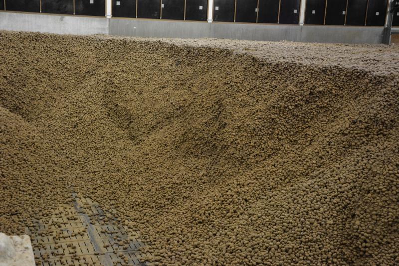 L’interdiction du CIPC va peser sur la prochaine saison, aussi bien techniquement que financièrement, pour les producteurs qui stockent leurs pommes de terre sur le long terme.