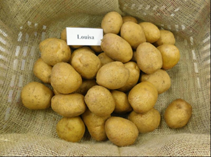 Louisa, une variété robuste belge...